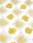 Chrysanthemum tea/500g