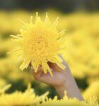 Three-Flower Tea for Clearing Heat and Relieving Fire / Chrysanthemum + Honeysuckle + Jasmine