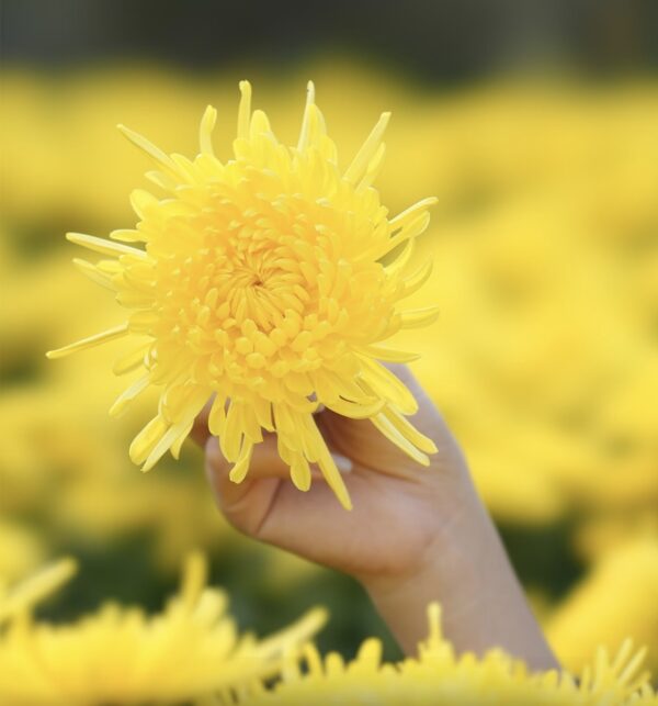 Three-Flower Tea for Clearing Heat and Relieving Fire / Chrysanthemum + Honeysuckle + Jasmine