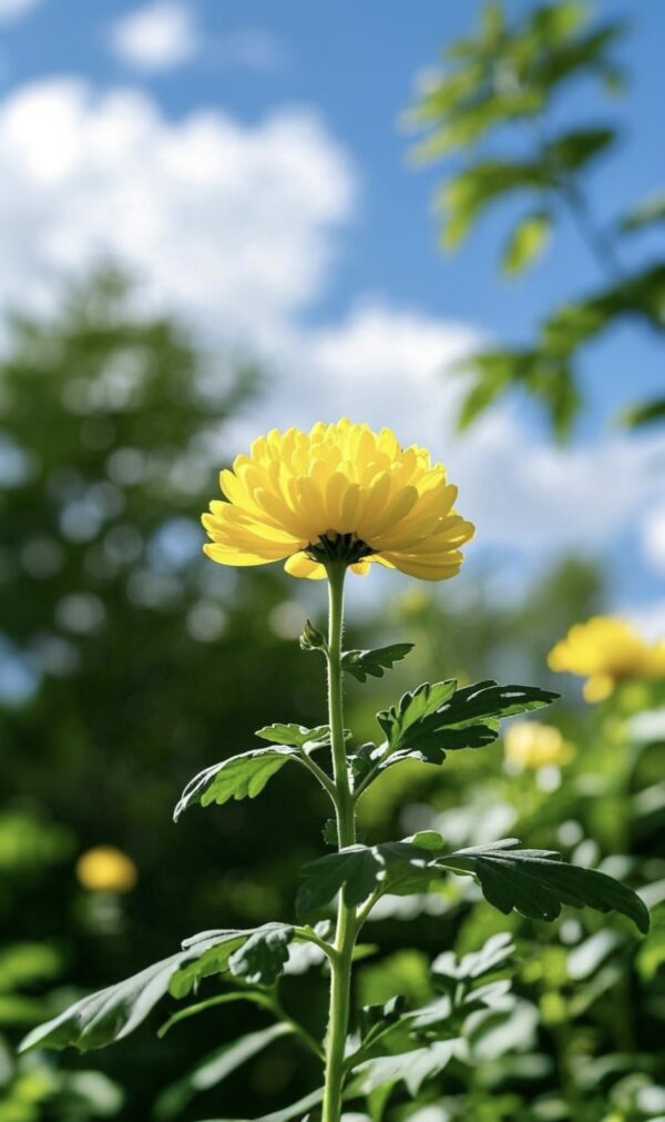 Three-flower Tea/Rose + Jasmine + Chrysanthemum