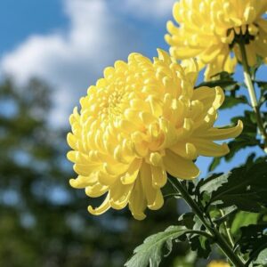 chrysanthemum