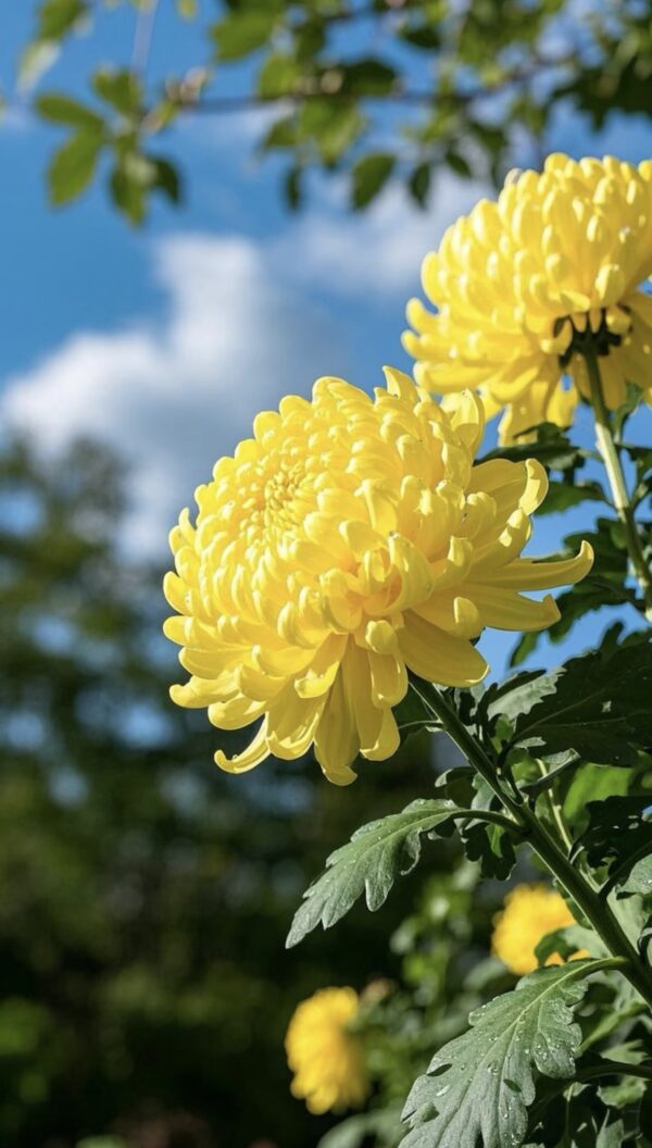 Chrysanthemum tea/200g