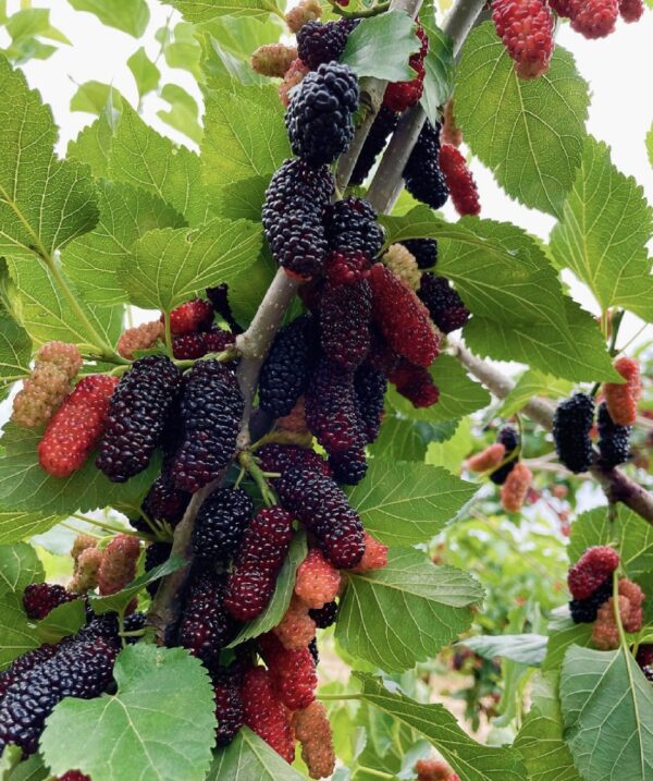 Sleep-aiding /beauty tea/Rose + Red Date + Mulberry Dried + Wolfberry