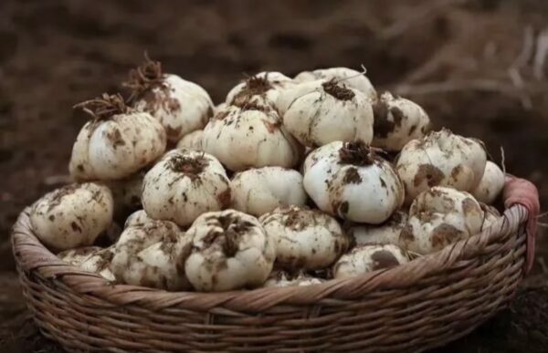 Lily and Lotus Seed Sleep-Improving Tea