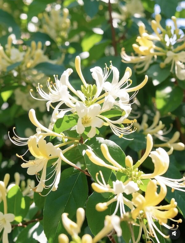Heat-clearing, Odor-removing and Fire-reducing Tea / Jasmine + Honeysuckle + Licorice